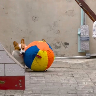 狗狗玩具球磨牙互动追逐宠物球巨型球玩具金毛耐咬球解闷球彩色