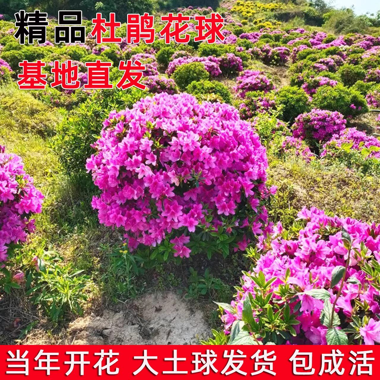 毛杜鹃花球杜鹃花树苗紫娟春夏鹃花苗别墅庭院地栽四季常青带土球