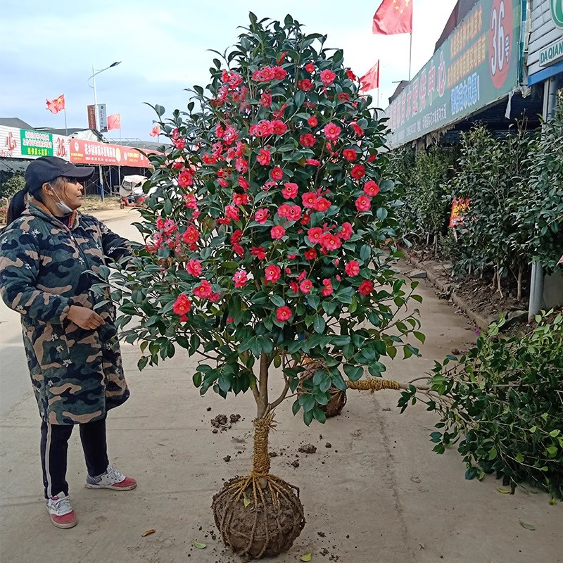 茶花树苗名贵山茶花盆栽