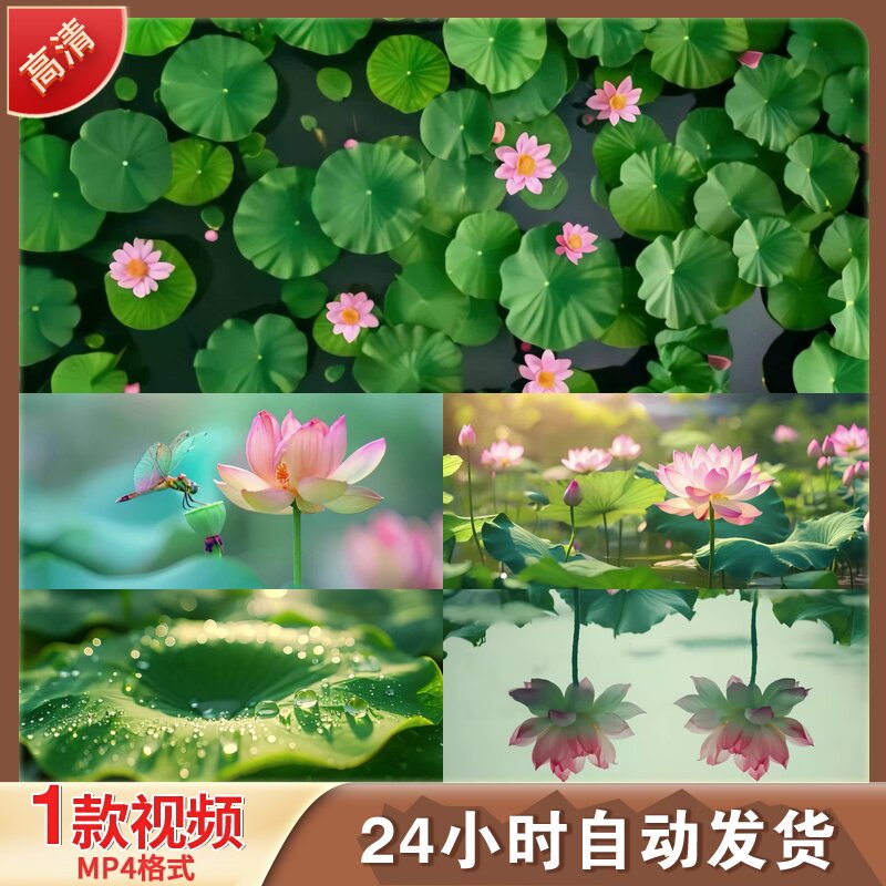 荷花唯美盛开特写蜻蜓叶水珠夏日大暑LED舞台背景视频剪辑素材