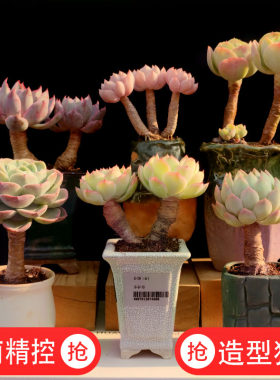 云南控养多年 木质化老桩 粗桩 腿桩 孤品 精品造型意境多肉植物