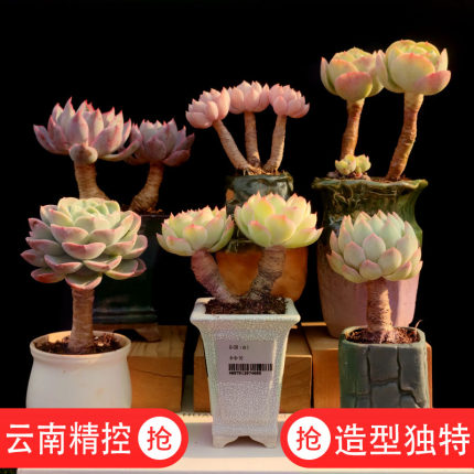 云南控养多年 木质化老桩 粗桩 腿桩 孤品 精品造型意境多肉植物
