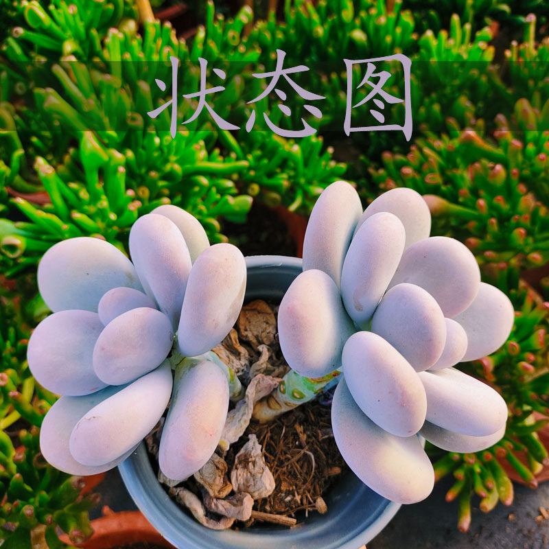 鸡蛋美人 精品贵货群生小老桩状态多肉植物窗台楼顶绿植 颜值款肉