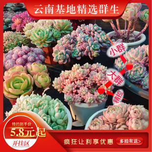 蒂亚 火焰蒂亚等 老桩捧花群生多肉植物古典花园云南货