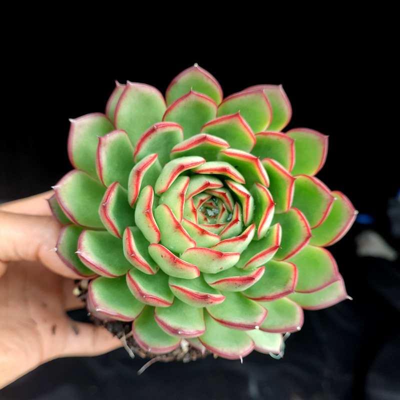 萤火虫 特色单头云南控养多肉植物 阳台楼顶盆栽云南货