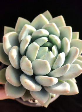 胖美人 白雪女王 文斯通 单头多肉植物阳台楼顶盆栽绿