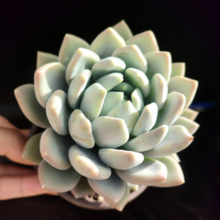 单头多肉植物阳台楼顶盆栽绿 文斯通 胖美人 白雪女王