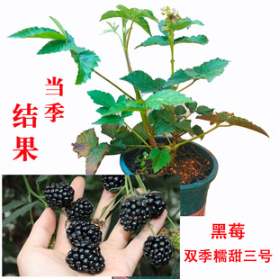盆栽观赏性水果 糯甜三号 阳台楼顶庭院种植 双季 云南精选黑莓