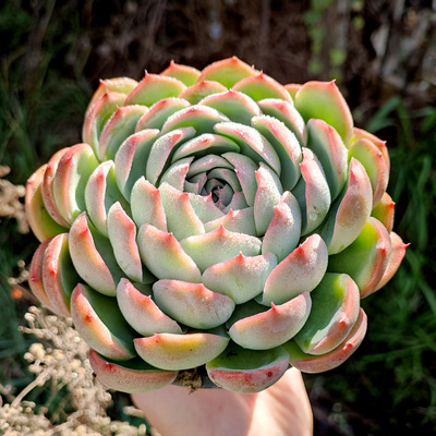 多肉植物阳台古典花园