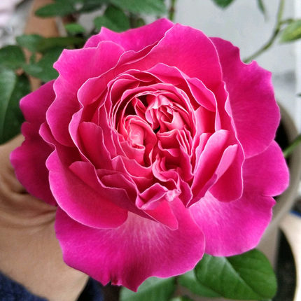 2011年英国Austin弗洛伊德深玫红色新娘手捧四季开浓香玫瑰花切花