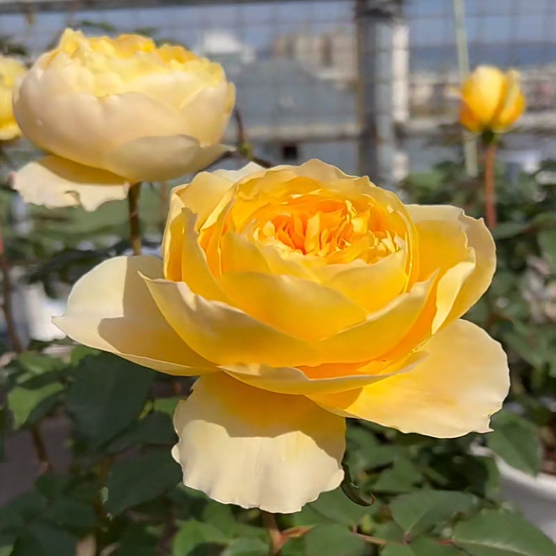 小星星rose月季玫玩四季大花浓香