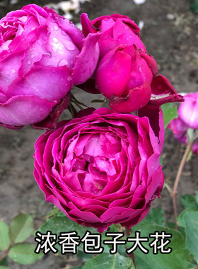 1984美国Plumpudding梅子布丁浓香玫紫红阳台庭院盆栽四季开大花