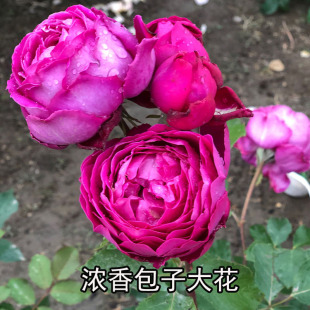 1984美国Plumpudding梅子布丁浓香玫紫红阳台庭院盆栽四季 开大花