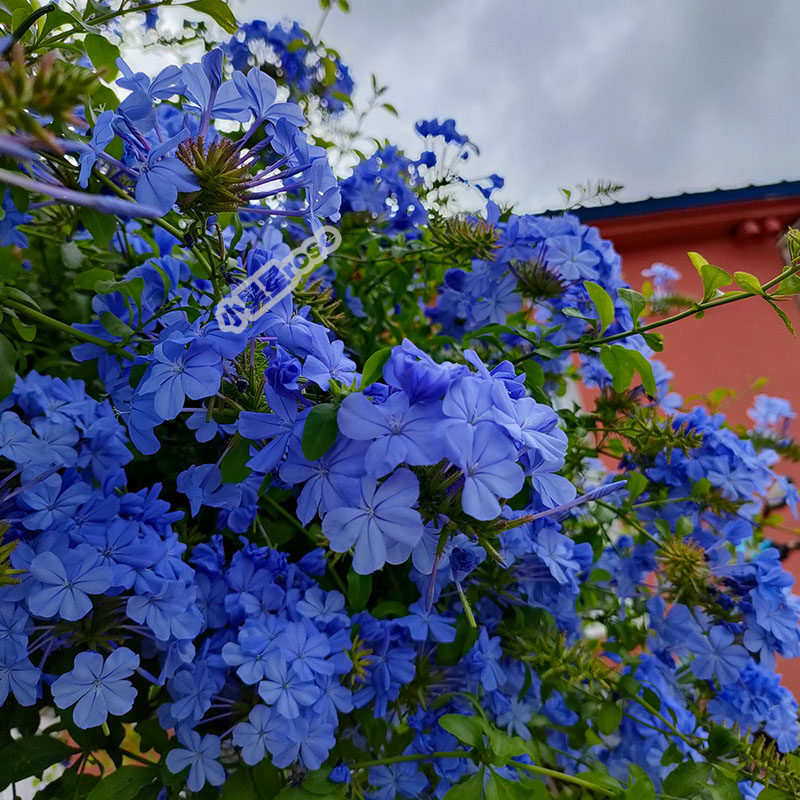 plumbagin白红蓝雪花防雾霾室内外净化空气爬藤花卉苗小星星rose