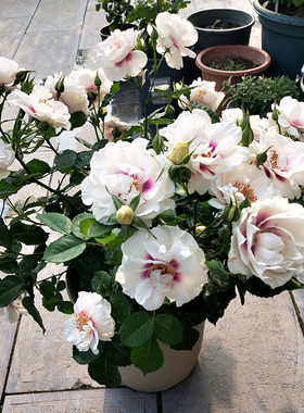 2011英国Bull's Eye公牛时尚别致巴比伦你的眼睛靶心多花耐寒热花