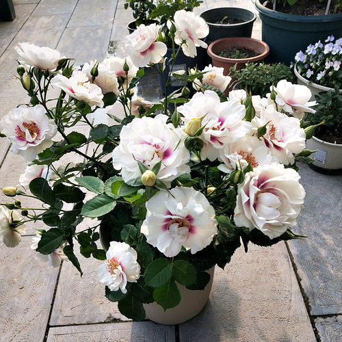 月季阳台院子四季耐热寒冷多丰花