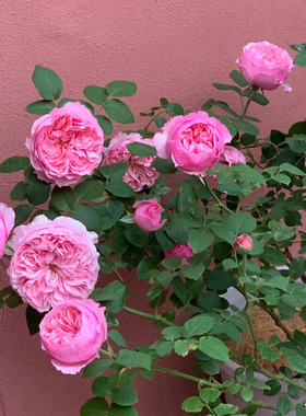 2013年英国Austin Carey凯丽中粉色切花四季开花盆地栽玫瑰花苗