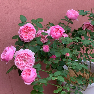 2013年英国Austin 开花盆地栽玫瑰花苗 Carey凯丽中粉色切花四季