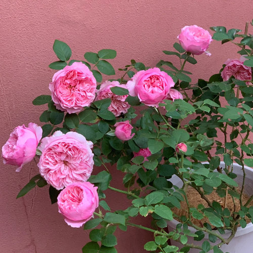 英国粉色地栽玫瑰花苗