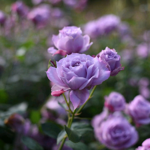 2010诺瓦利斯月季庭院四季月季