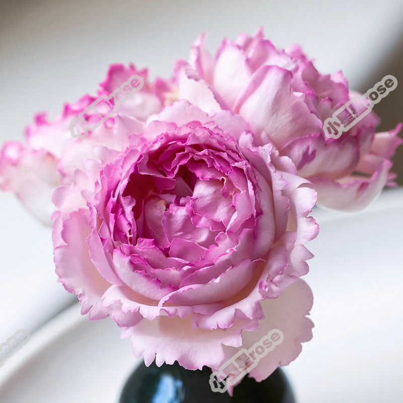 月季阳台庭子四多季耐寒热大香花