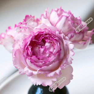 伊芙白法师卡勒姆隆心愿透明IS玫瑰香水日出钱特桃花环草莓树伯爵