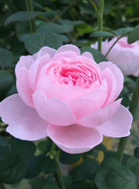 2004年Queen of Sweden瑞典女王浅粉紫色荷花型多季勤花包子月季