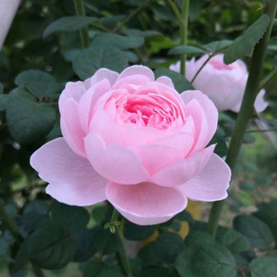 勤花包子月季 Sweden瑞典女王浅粉紫色荷花型多季 2004年Queen