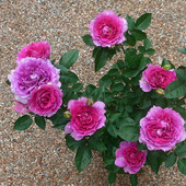 2013年日系Sheherazad粉色天方夜谭玫红色波浪边浓香多花月季 花苗