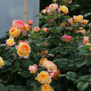 红色达芬奇大游行伊雷萨斯特御用马车紫燕飞舞詹森四季爬藤浓香大