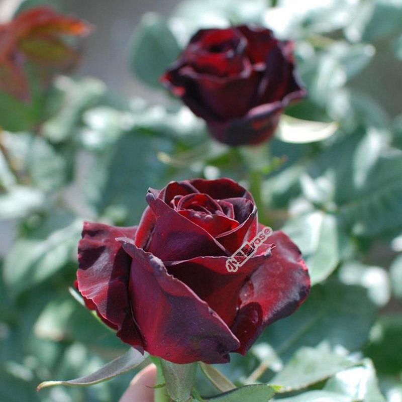 粉荔枝不眠之夜黑魔术说愁学院转蓝浪漫比克可爱绿双人芭蕾四季开,鲜花速递/花卉仿真/绿植园艺,月季/蔷薇/玫瑰,淘宝优惠券,粉丝福利购,淘宝优惠卷