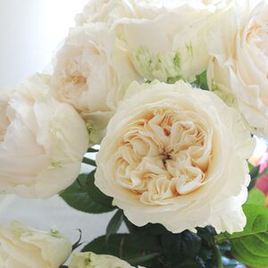日系ALL FOR LOVE四纯爱恋吻樱耐热寒冷阳台盆栽多大花香婚礼玫瑰