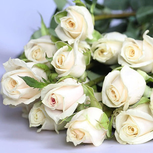 1999德国Vendela芬德拉香槟粉大香白色新娘手捧切花四季开玫瑰花