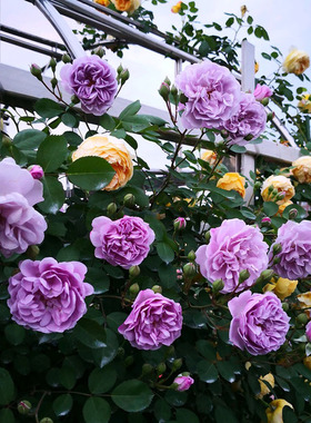 2012 日系ル シエル ブル蓝色阴雨爬藤紫色盆栽四季开花植物花卉