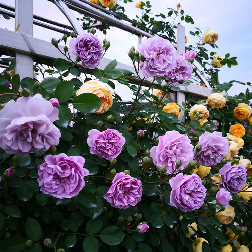 爬藤蓝色天空爬藤花卉