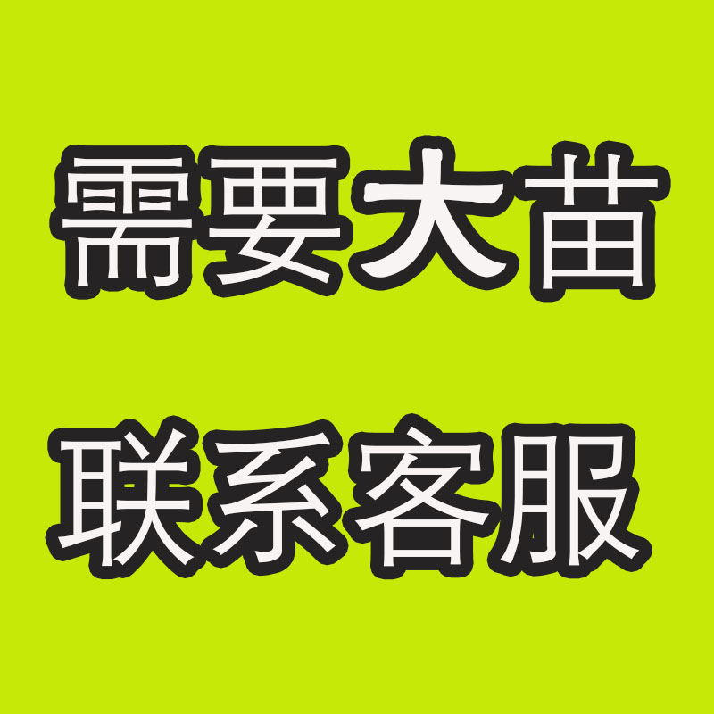 开花楼顶植物四季玫瑰
