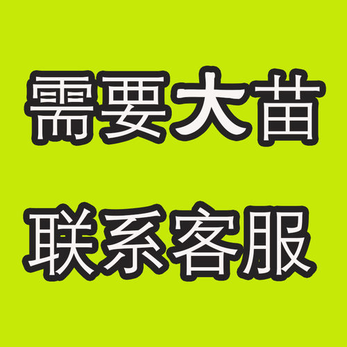 开花楼顶植物四季玫瑰