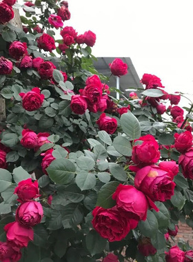 2002年法国Red Eden 红色龙沙宝石庭院地栽四季开花