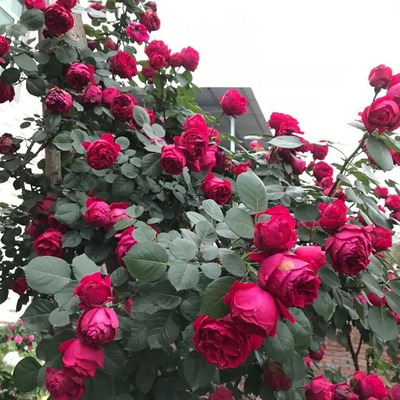 进口月季阳台院子窗台四季开花