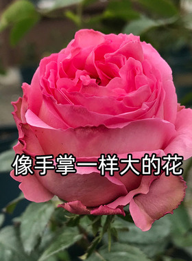 2001年法国Cepheus仙王座15cm玫瑰大切花浓香四季开庭院牡丹花型