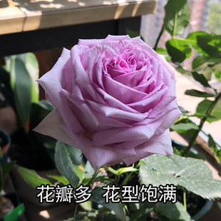 隐隐蓝色天空青惑星旋转香水精灵女王首饰盒今井清慈善浓香大花