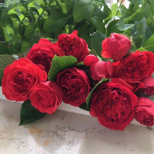 1998年法国François Rabelais大地主拉伯雷阳台盆栽红色玫瑰月季