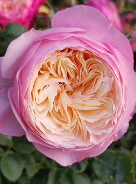 2012日系Dream Light梦的光环渐变多色多花阳台四季开盆栽花