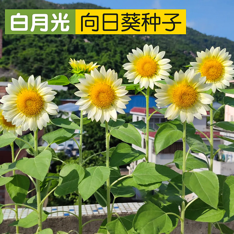 进口白月光向日葵种子White Lite切花奶油白色恋人葵花籽可盆栽