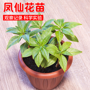 盆栽凤仙花苗四季播种开花室内外阳台指甲花卉盆栽太阳花易活