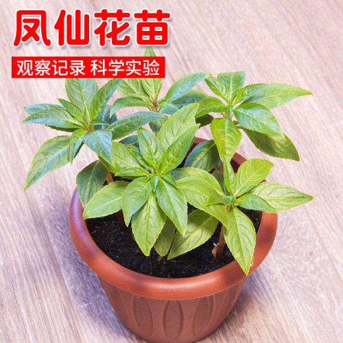 盆栽凤仙花苗四季播种开花室内外阳台指甲花卉盆栽太阳花易活