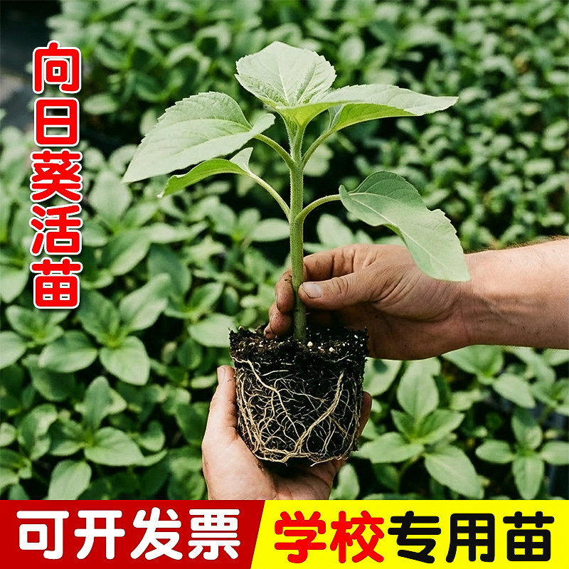 四季向日葵苗进口切花向日葵苗秧阳台盆栽花卉多头油葵观赏种子