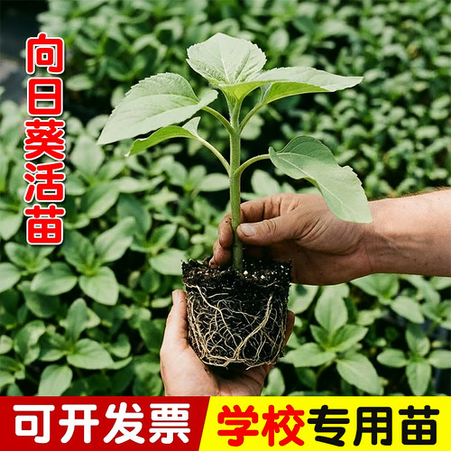 学校向日葵多头绿植观花种子盆栽