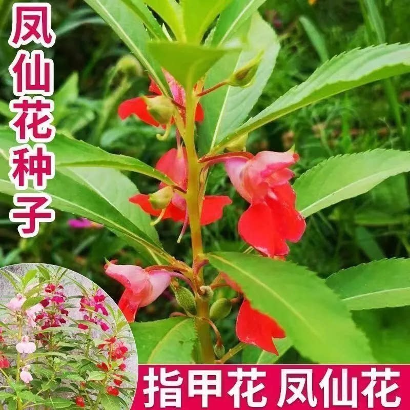 凤仙花种子混色防蛇花种籽子庭院室外阳台盆栽花卉新采指甲花种子