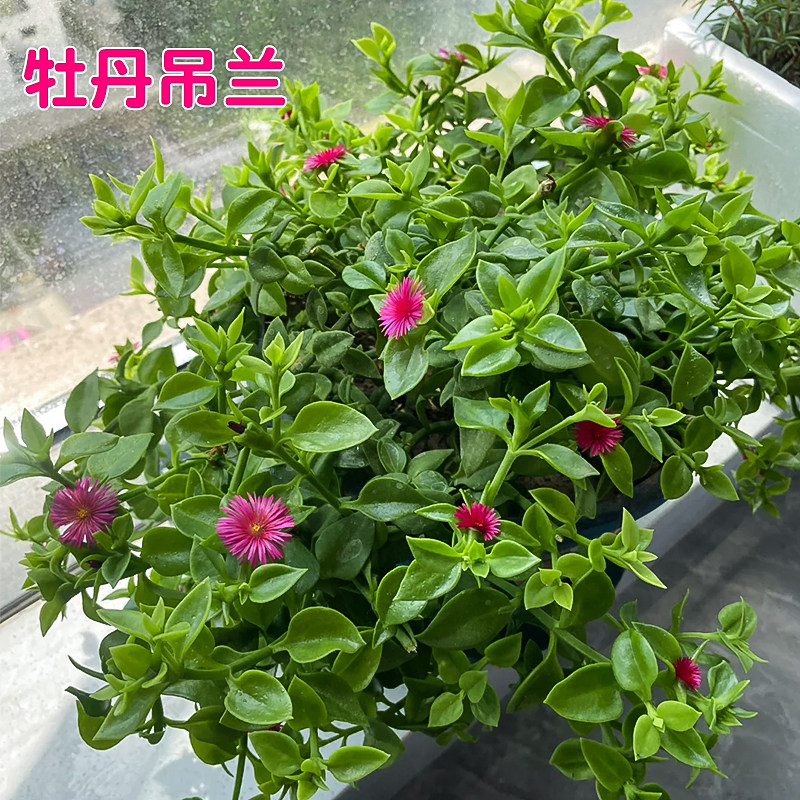 牡丹吊兰花苗带花阳台垂吊四季种植吊兰盆栽开花植物花卉穿心莲